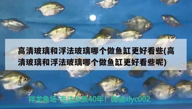 高清玻璃和浮法玻璃哪個(gè)做魚缸更好看些(高清玻璃和浮法玻璃哪個(gè)做魚缸更好看些呢) 黑水素