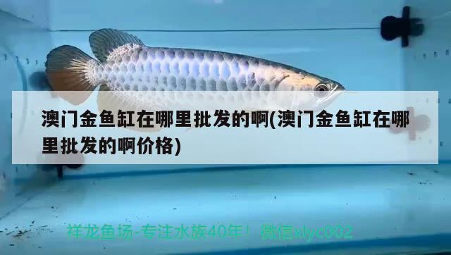 澳門金魚缸在哪里批發(fā)的啊(澳門金魚缸在哪里批發(fā)的啊價(jià)格) 巴卡雷龍魚