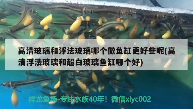 高清玻璃和浮法玻璃哪個(gè)做魚(yú)缸更好些呢(高清浮法玻璃和超白玻璃魚(yú)缸哪個(gè)好) 噴點(diǎn)菠蘿魚(yú)