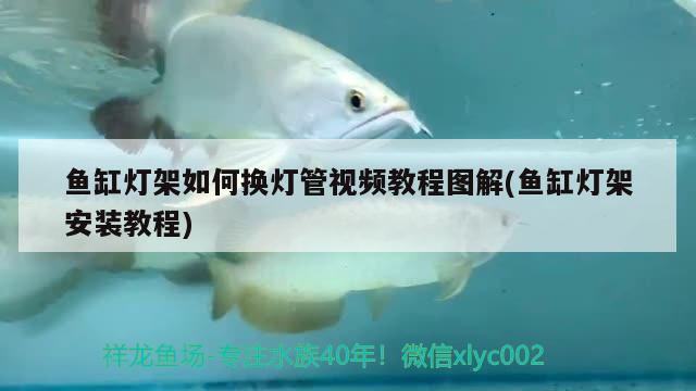 魚缸燈架如何換燈管視頻教程圖解(魚缸燈架安裝教程)