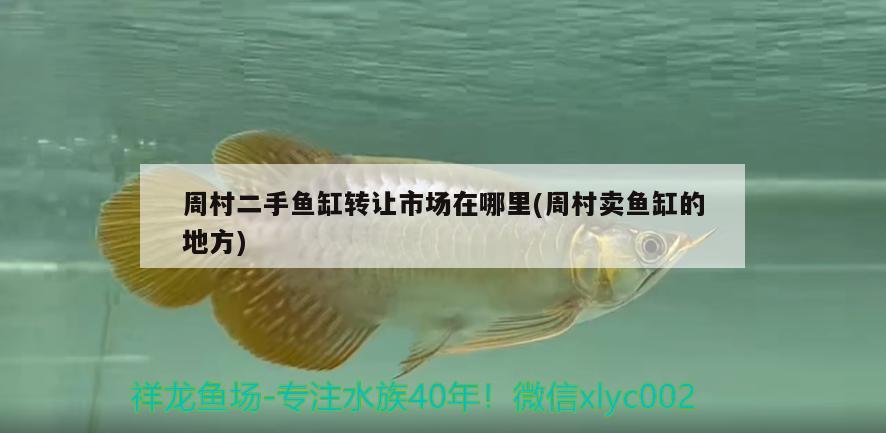 周村二手魚缸轉(zhuǎn)讓市場在哪里(周村賣魚缸的地方)