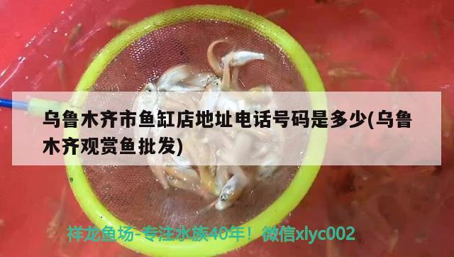 烏魯木齊市魚缸店地址電話號(hào)碼是多少(烏魯木齊觀賞魚批發(fā)) 觀賞魚批發(fā)