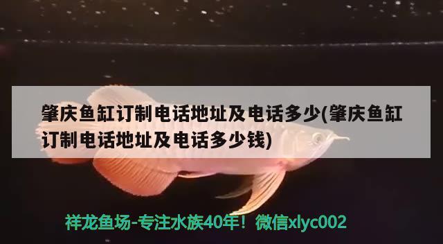 肇慶魚(yú)缸訂制電話地址及電話多少(肇慶魚(yú)缸訂制電話地址及電話多少錢) 生態(tài)瓶/創(chuàng)意缸/桌面微景缸