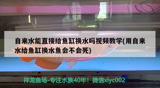 自來水能直接給魚缸換水嗎視頻教學(xué)(用自來水給魚缸換水魚會不會死)