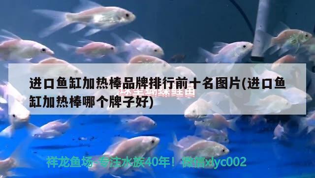 進(jìn)口魚(yú)缸加熱棒品牌排行前十名圖片(進(jìn)口魚(yú)缸加熱棒哪個(gè)牌子好) 非洲金鼓魚(yú)