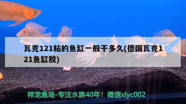 瓦克121粘的魚(yú)缸一般干多久(德國(guó)瓦克121魚(yú)缸膠) 元寶鯽