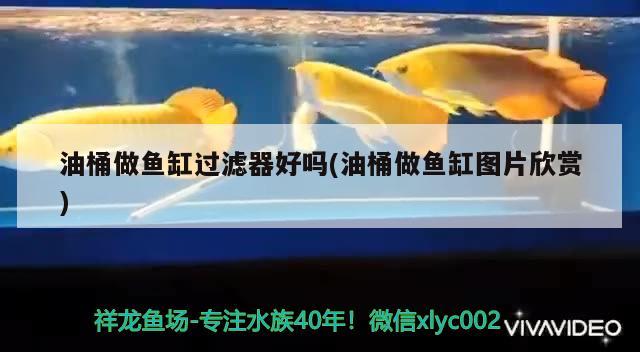 油桶做魚缸過濾器好嗎(油桶做魚缸圖片欣賞) 白子銀版魚苗