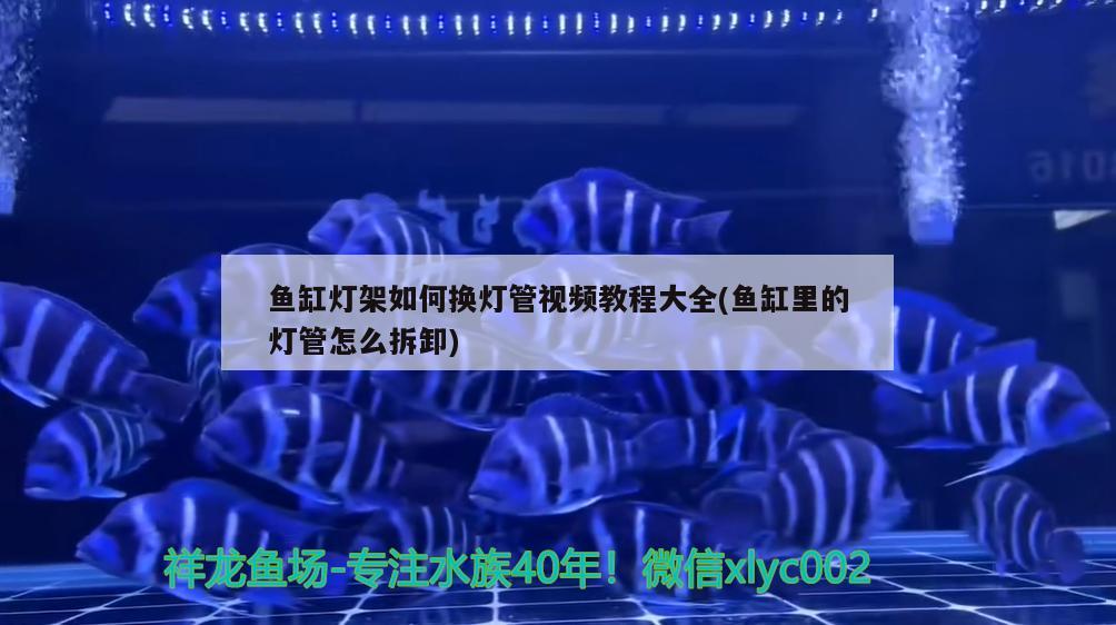 魚缸燈架如何換燈管視頻教程大全(魚缸里的燈管怎么拆卸)