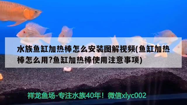 水族魚缸加熱棒怎么安裝圖解視頻(魚缸加熱棒怎么用?魚缸加熱棒使用注意事項)