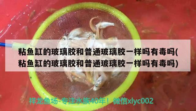 粘魚缸的玻璃膠和普通玻璃膠一樣嗎有毒嗎(粘魚缸的玻璃膠和普通玻璃膠一樣嗎有毒嗎)