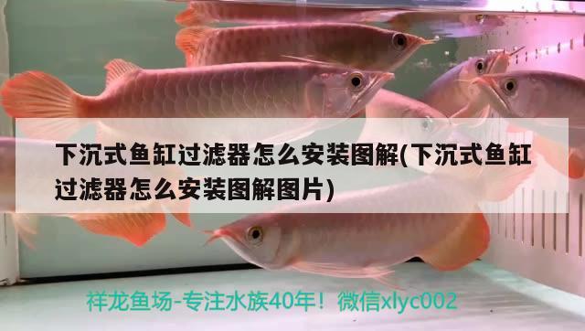 下沉式魚缸過濾器怎么安裝圖解(下沉式魚缸過濾器怎么安裝圖解圖片)