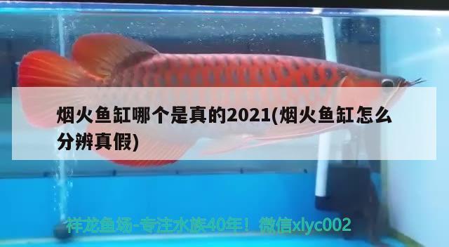 煙火魚缸哪個(gè)是真的2021(煙火魚缸怎么分辨真假) 養(yǎng)魚知識