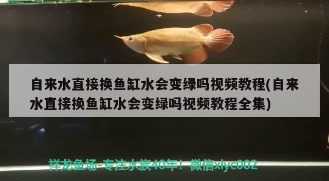 自來水直接換魚缸水會變綠嗎視頻教程(自來水直接換魚缸水會變綠嗎視頻教程全集)