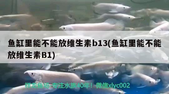 魚缸里能不能放維生素b13(魚缸里能不能放維生素B1) 翡翠鳳凰魚