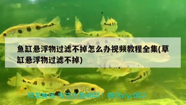 魚缸懸浮物過濾不掉怎么辦視頻教程全集(草缸懸浮物過濾不掉)