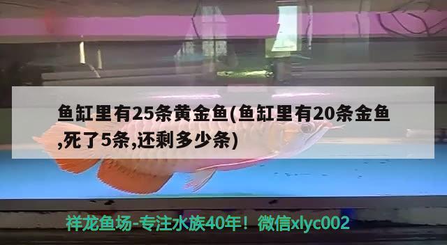 魚缸里有25條黃金魚(魚缸里有20條金魚,死了5條,還剩多少條)