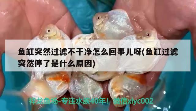 魚缸突然過濾不干凈怎么回事兒呀(魚缸過濾突然停了是什么原因)