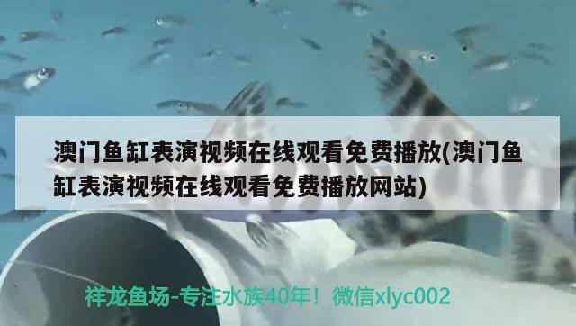 澳門魚缸表演視頻在線觀看免費播放(澳門魚缸表演視頻在線觀看免費播放網(wǎng)站) 羅漢魚