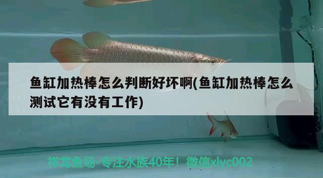 魚缸加熱棒怎么判斷好壞啊(魚缸加熱棒怎么測(cè)試它有沒有工作)