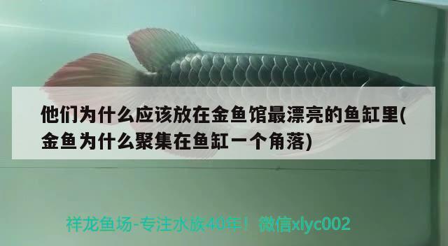 他們?yōu)槭裁磻?yīng)該放在金魚(yú)館最漂亮的魚(yú)缸里(金魚(yú)為什么聚集在魚(yú)缸一個(gè)角落) 稀有紅龍品種