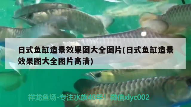 日式魚缸造景效果圖大全圖片(日式魚缸造景效果圖大全圖片高清) 麥肯斯銀版魚