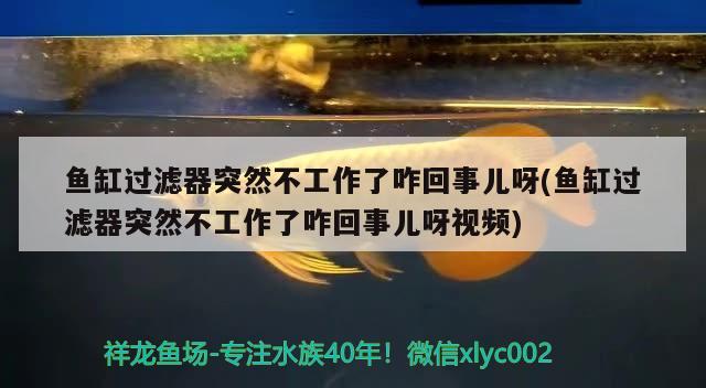 魚缸過濾器突然不工作了咋回事兒呀(魚缸過濾器突然不工作了咋回事兒呀視頻) 觀賞魚進出口