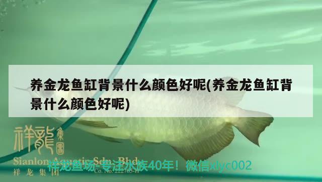 養(yǎng)金龍魚缸背景什么顏色好呢(養(yǎng)金龍魚缸背景什么顏色好呢) 祥龍魚場(chǎng)其他產(chǎn)品