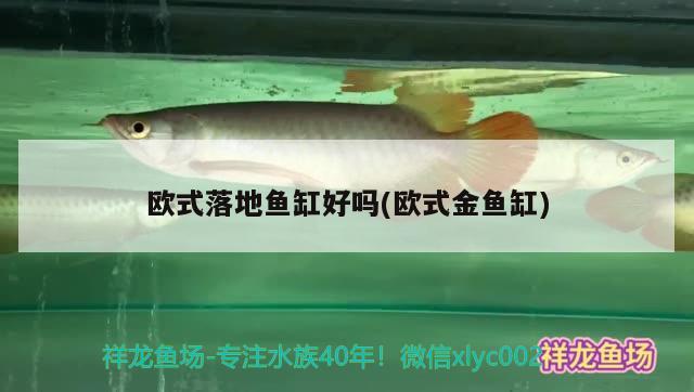 歐式落地魚缸好嗎(歐式金魚缸) 胭脂孔雀龍魚