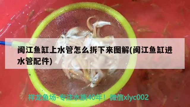 閩江魚(yú)缸上水管怎么拆下來(lái)圖解(閩江魚(yú)缸進(jìn)水管配件) 銀古魚(yú)苗