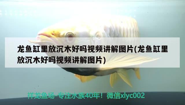 龍魚缸里放沉木好嗎視頻講解圖片(龍魚缸里放沉木好嗎視頻講解圖片) 九鼎魚缸