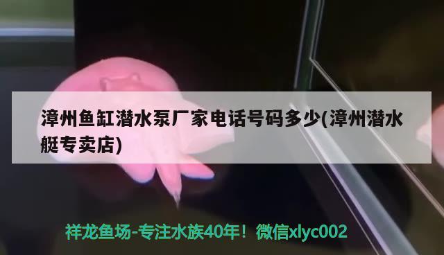 漳州魚缸潛水泵廠家電話號(hào)碼多少(漳州潛水艇專賣店) 潛水艇魚