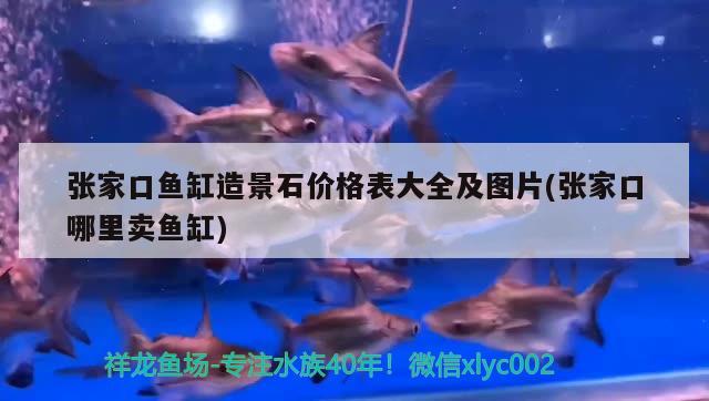 張家口魚缸造景石價格表大全及圖片(張家口哪里賣魚缸) 黃金鴨嘴魚