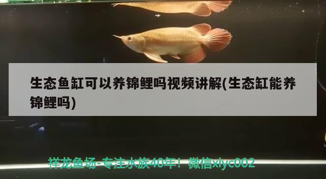 生態(tài)魚缸可以養(yǎng)錦鯉嗎視頻講解(生態(tài)缸能養(yǎng)錦鯉嗎) 泰國(guó)虎魚（泰虎）