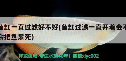 魚缸一直過濾好不好(魚缸過濾一直開著會(huì)不會(huì)把魚累死) 藍(lán)底過背金龍魚