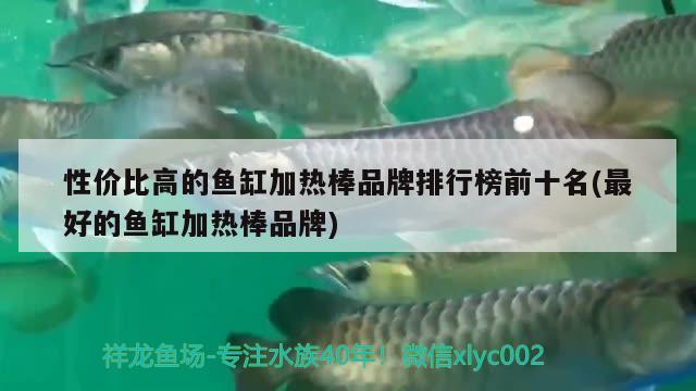 性價(jià)比高的魚缸加熱棒品牌排行榜前十名(最好的魚缸加熱棒品牌) 紅頭利魚