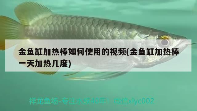 金魚缸加熱棒如何使用的視頻(金魚缸加熱棒一天加熱幾度) 斯維尼關刀魚