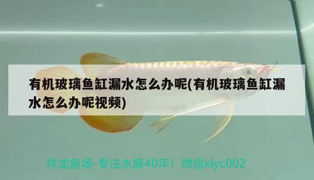 有機(jī)玻璃魚缸漏水怎么辦呢(有機(jī)玻璃魚缸漏水怎么辦呢視頻)