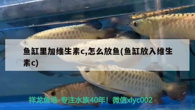 魚缸里加維生素c,怎么放魚(魚缸放入維生素c)