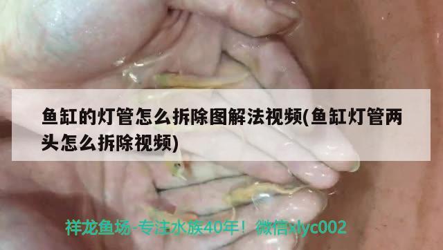 魚缸的燈管怎么拆除圖解法視頻(魚缸燈管兩頭怎么拆除視頻) 銀龍魚