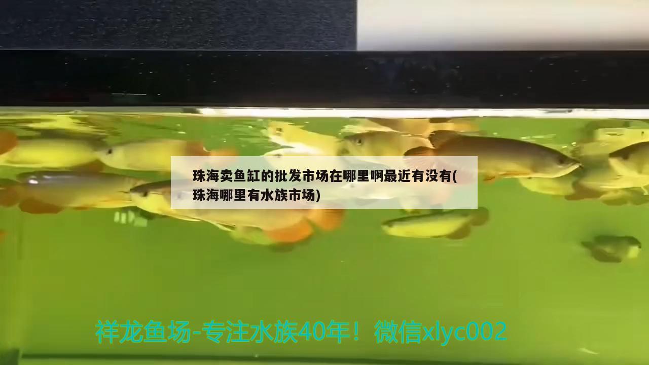 珠海賣魚缸的批發(fā)市場在哪里啊最近有沒有(珠海哪里有水族市場)