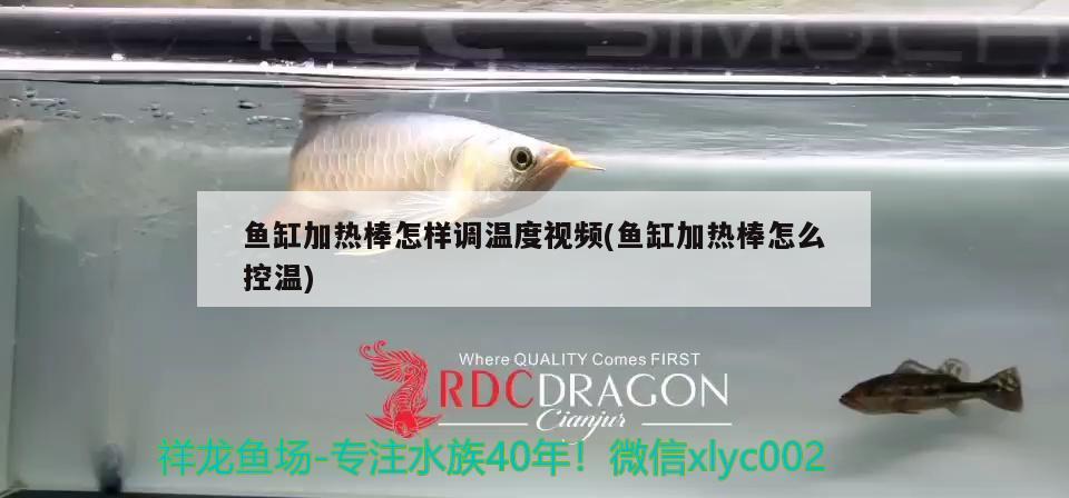 魚缸加熱棒怎樣調(diào)溫度視頻(魚缸加熱棒怎么控溫) 過背金龍魚