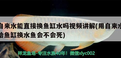 自來水能直接換魚缸水嗎視頻講解(用自來水給魚缸換水魚會不會死) 黃金鴨嘴魚