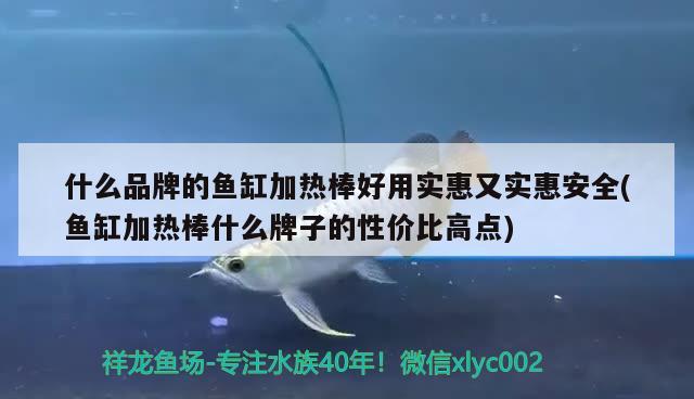 什么品牌的魚缸加熱棒好用實惠又實惠安全(魚缸加熱棒什么牌子的性價比高點) 帝王血鉆