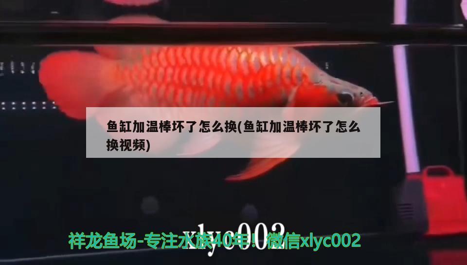 魚(yú)缸加溫棒壞了怎么換(魚(yú)缸加溫棒壞了怎么換視頻) 雙線(xiàn)側(cè)魚(yú)