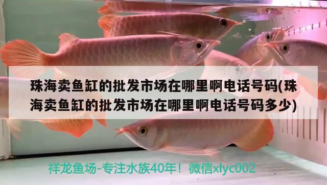 珠海賣魚缸的批發(fā)市場在哪里啊電話號碼(珠海賣魚缸的批發(fā)市場在哪里啊電話號碼多少)