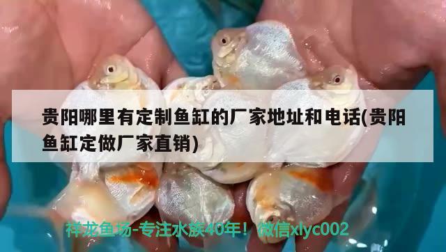 貴陽哪里有定制魚缸的廠家地址和電話(貴陽魚缸定做廠家直銷) 大白鯊魚