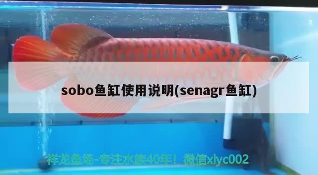 sobo魚缸使用說明(senagr魚缸) 印尼四紋虎