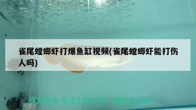 雀尾螳螂蝦打爆魚缸視頻(雀尾螳螂蝦能打傷人嗎) 祥龍龍魚專用水族燈