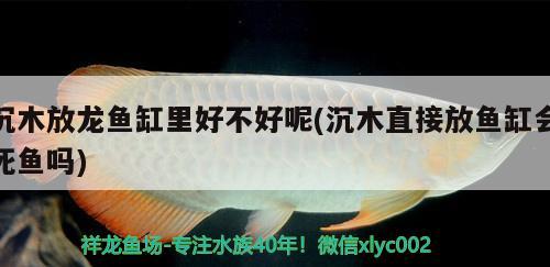 沉木放龍魚缸里好不好呢(沉木直接放魚缸會(huì)死魚嗎) 白子銀龍魚苗