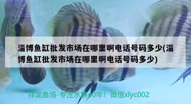 淄博魚(yú)缸批發(fā)市場(chǎng)在哪里啊電話號(hào)碼多少(淄博魚(yú)缸批發(fā)市場(chǎng)在哪里啊電話號(hào)碼多少) 女王大帆魚(yú)苗